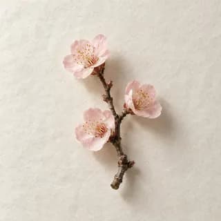 매화 가지
